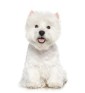 West Highland White Terrier