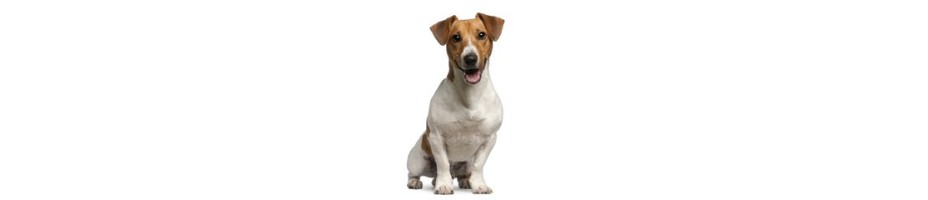 Jack Russell terrier