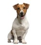 Jack Russell terrier
