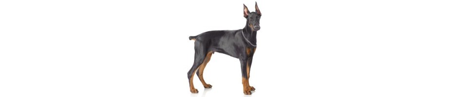 Doberman