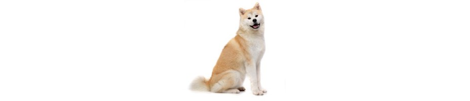 Shiba Inu