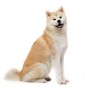 Shiba Inu