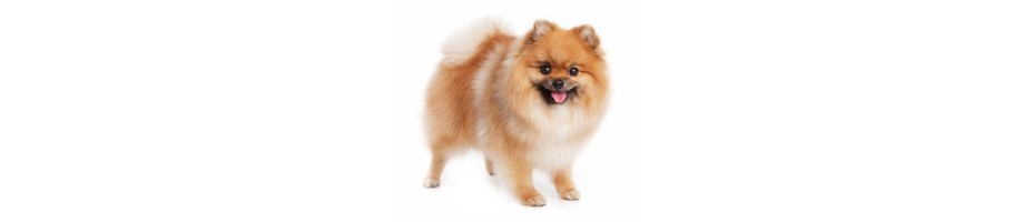 Pomeranian
