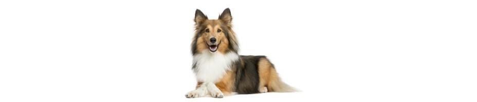 Owczarek szetlandzki Sheltie
